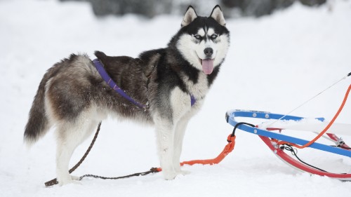 Image white and black siberian husky on snow covered ground during daytime