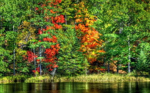 Image green and orange trees beside river during daytime