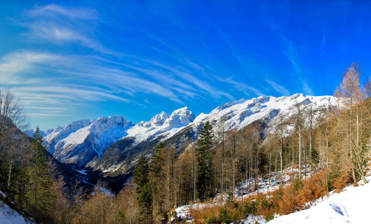 green trees near snow covered mountain under blue sky during daytime