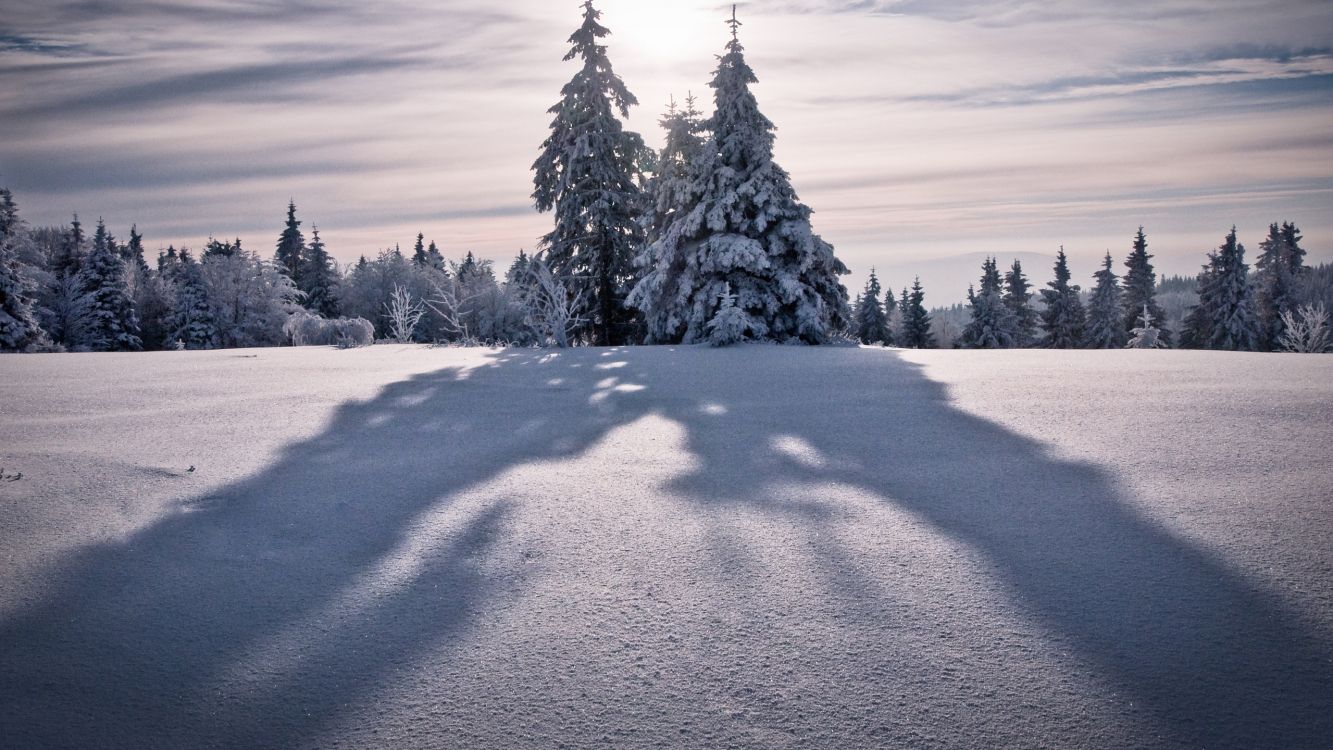 green pine trees covered with snow during daytime