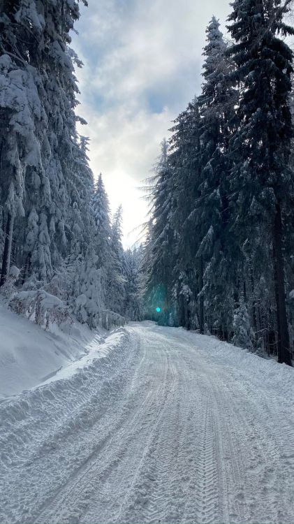 Invierno, Nieve, Paisaje Natural, Pendiente, Sucursal. Wallpaper in 1152x2048 Resolution