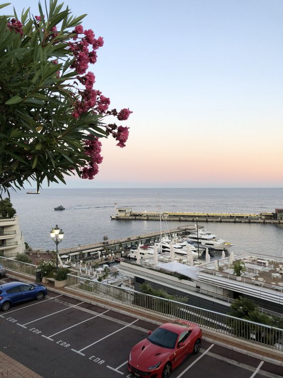 Baum, Wasser, Biologie, Wissenschaft, König. Wallpaper in 1536x2048 Resolution