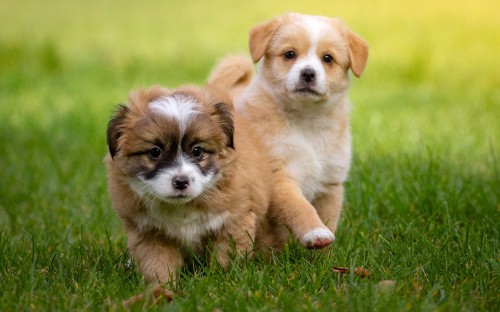 Image brown and white long haired puppy running on green grass field during daytime