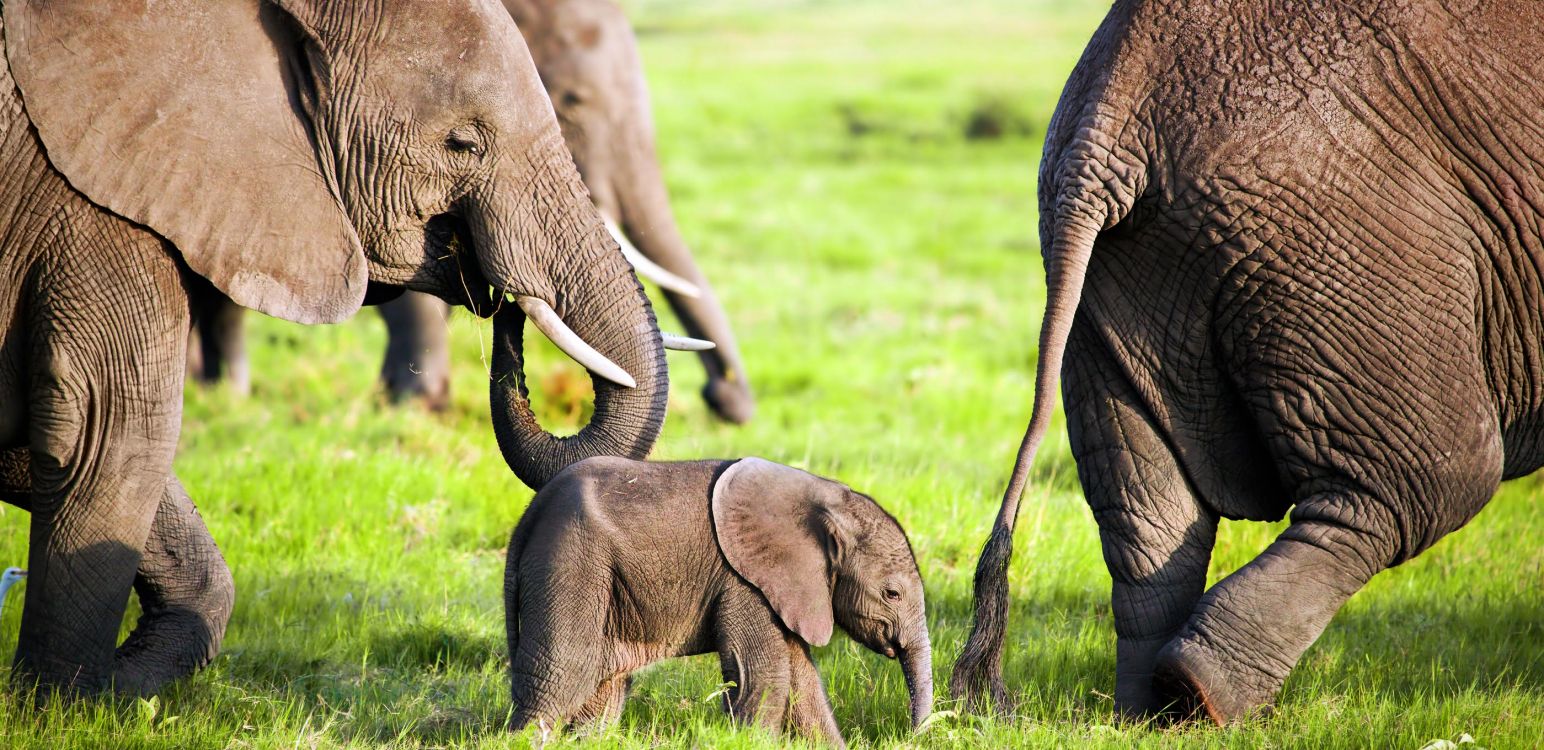 Zwei Braune Elefanten Auf Der Grünen Wiese Tagsüber. Wallpaper in 2800x1360 Resolution