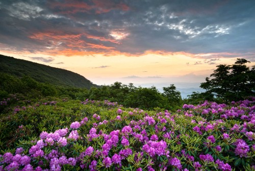 Image purple flower field near mountain during sunset