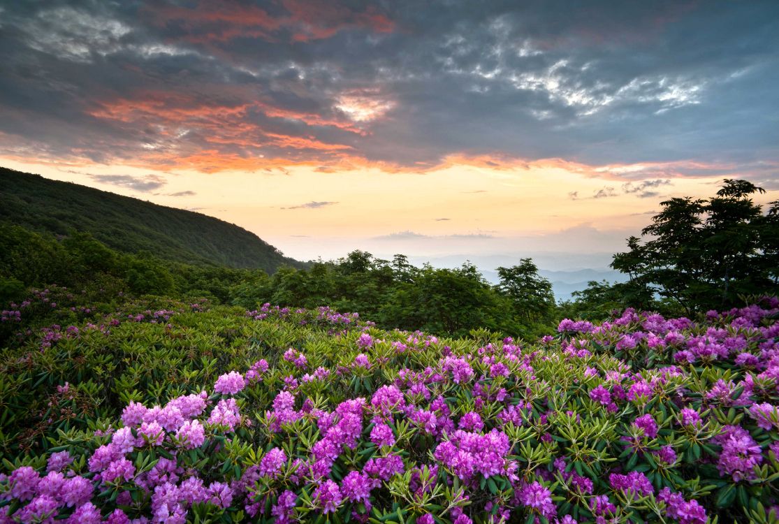 purple flower field near mountain during sunset