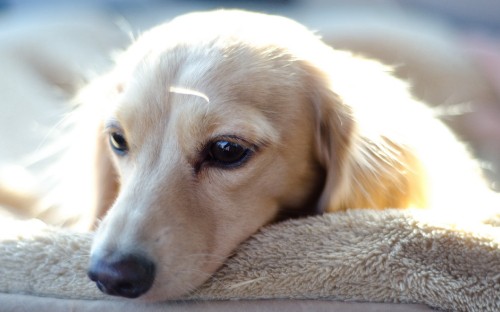 Image golden retriever puppy lying on white textile