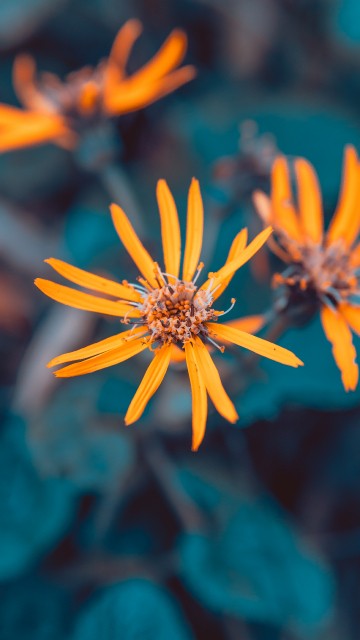 Image yellow flower in tilt shift lens