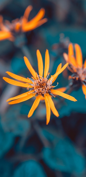 Image yellow flower in tilt shift lens