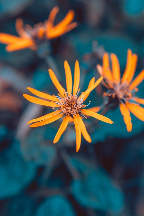 Image yellow flower in tilt shift lens