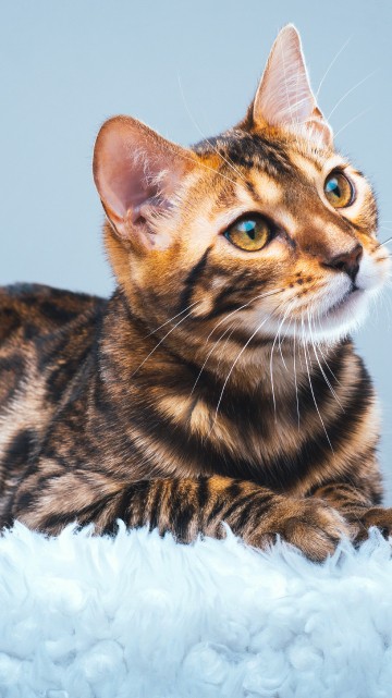 Image brown and black cat on white fur textile