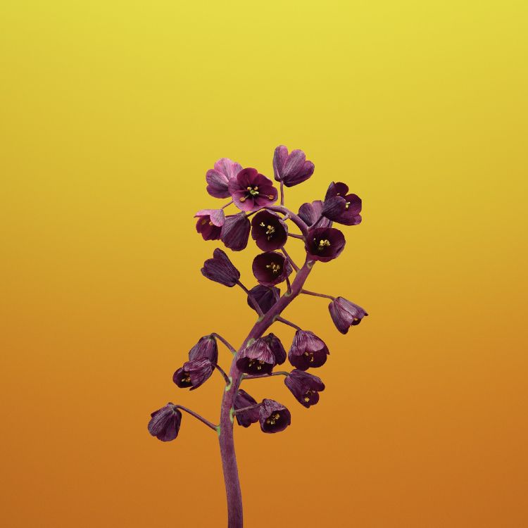 IPad, IOS 11, Apple, Fleur Ios, IOS. Wallpaper in 2524x2524 Resolution