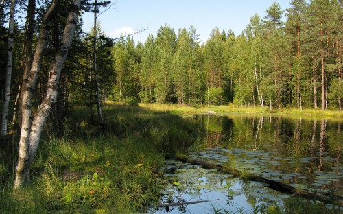 Image green trees beside river under blue sky during daytime