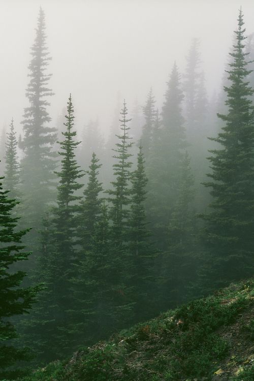 green pine trees on green grass field during daytime