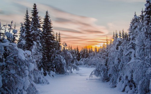 Image snow covered trees during sunset