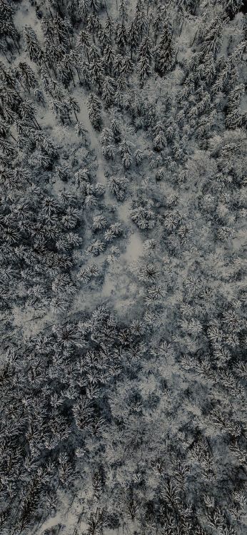 性质, 森林, 冻结, 流体, 的土壤 壁纸 1080x2340 允许