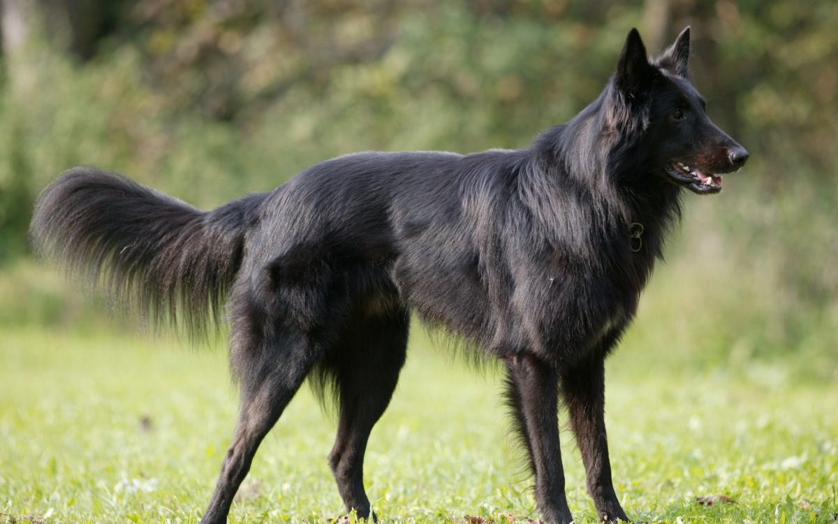 black wolf walking on green grass during daytime