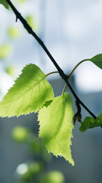 Image green leaf in tilt shift lens