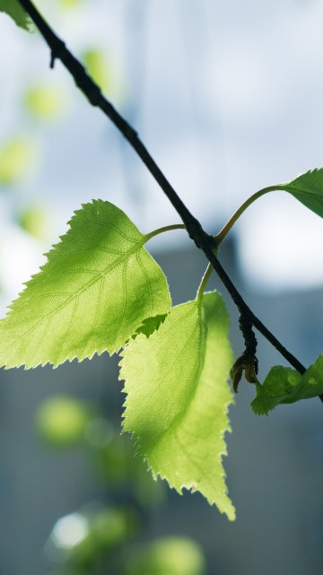 Image green leaf in tilt shift lens