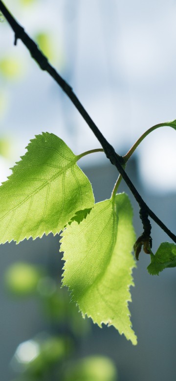 Image green leaf in tilt shift lens