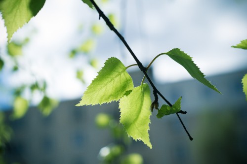 Image green leaf in tilt shift lens