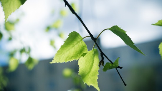 Image green leaf in tilt shift lens
