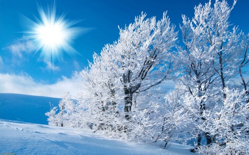 Image white tree on snow covered ground under blue sky during daytime