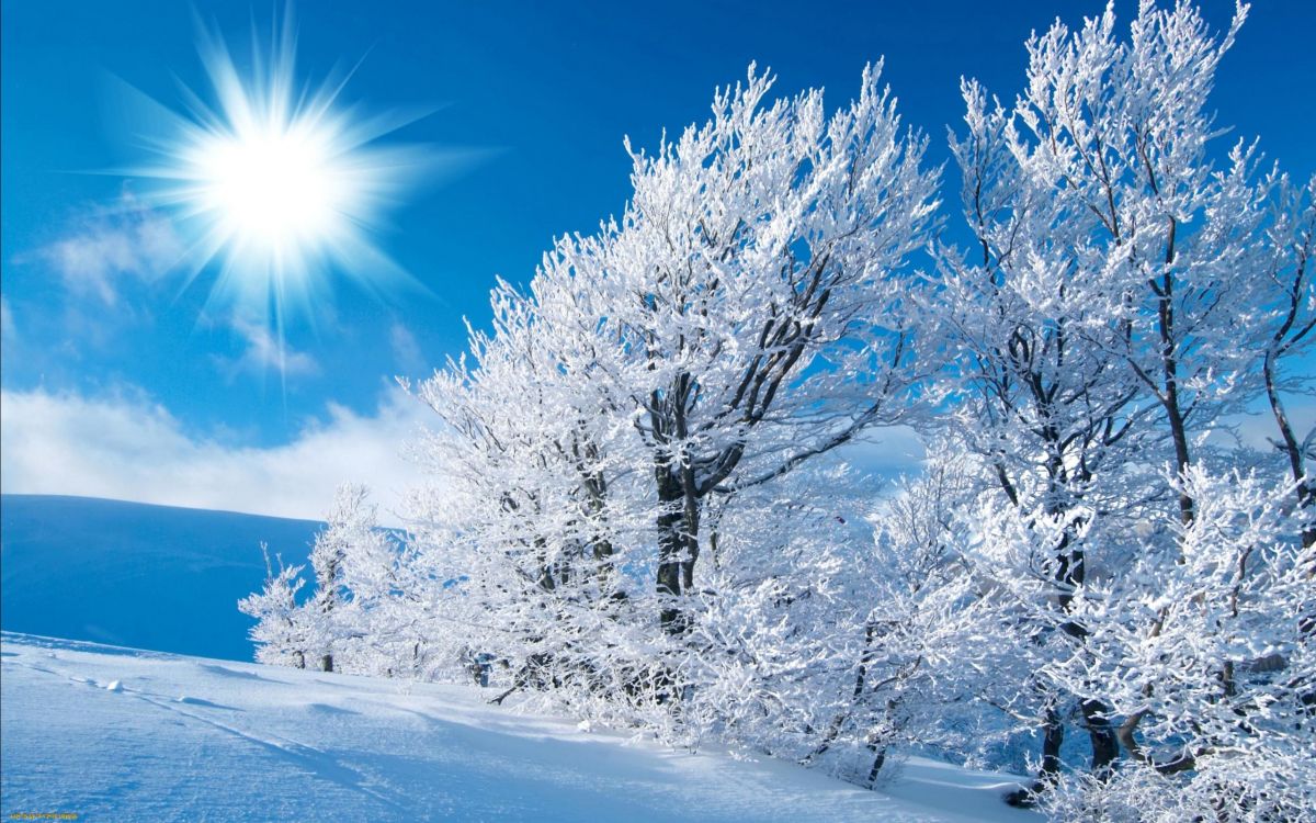 Árbol Blanco Sobre Suelo Cubierto de Nieve Bajo un Cielo Azul Durante el Día. Wallpaper in 2560x1600 Resolution