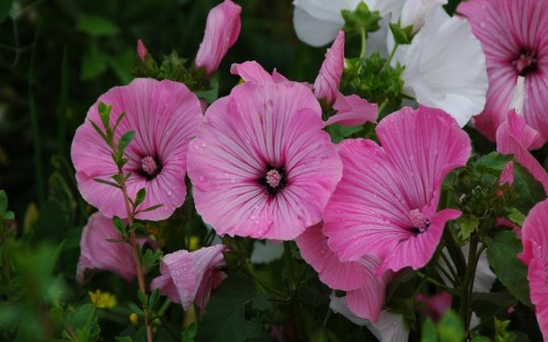 Image pink and white flowers with green leaves