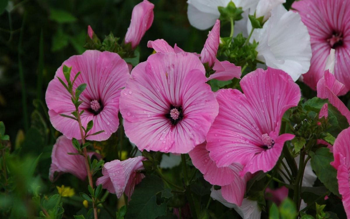 Fleurs Roses et Blanches Avec Des Feuilles Vertes. Wallpaper in 1920x1200 Resolution