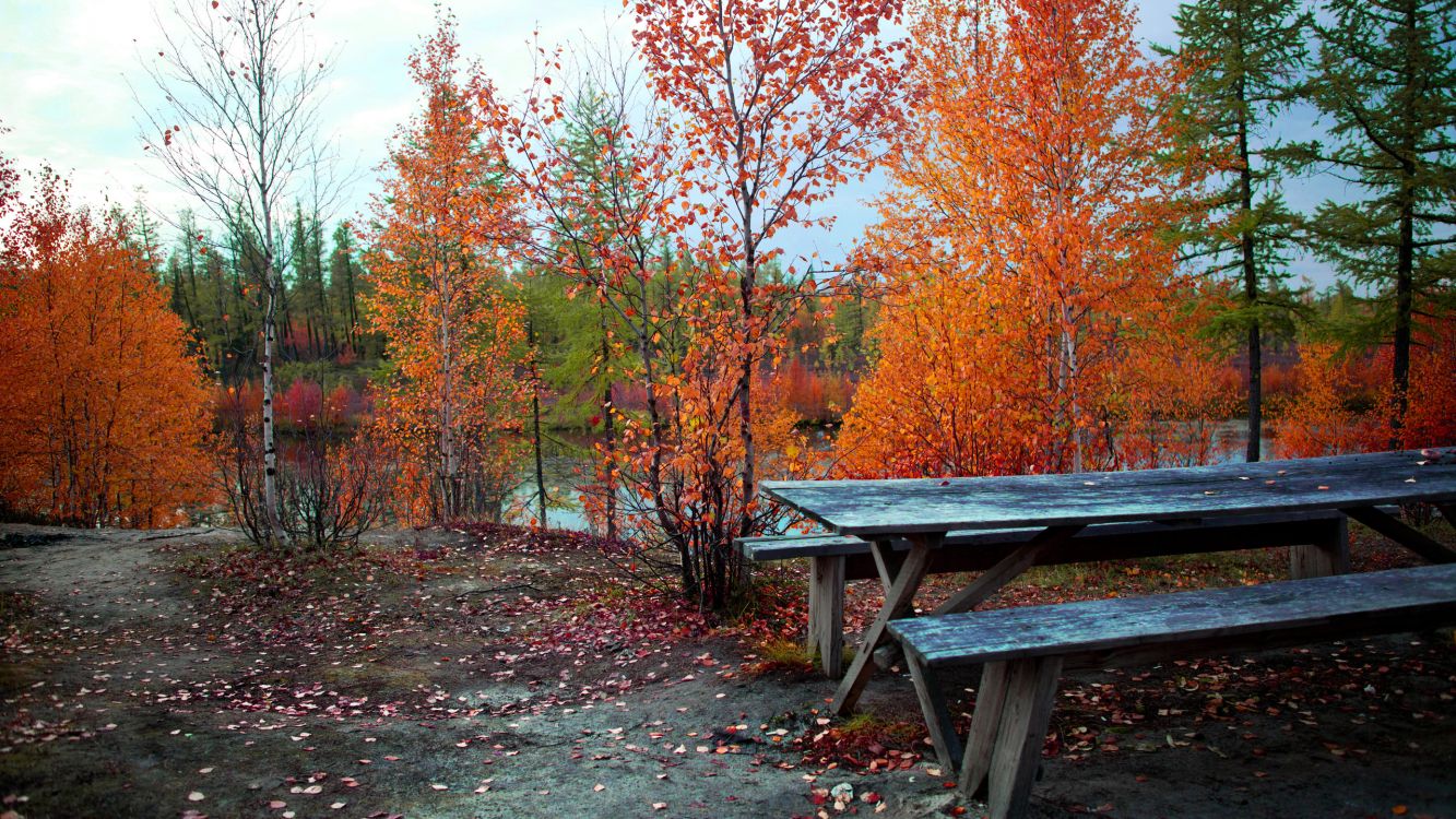 brown wooden bench near brown trees during daytime