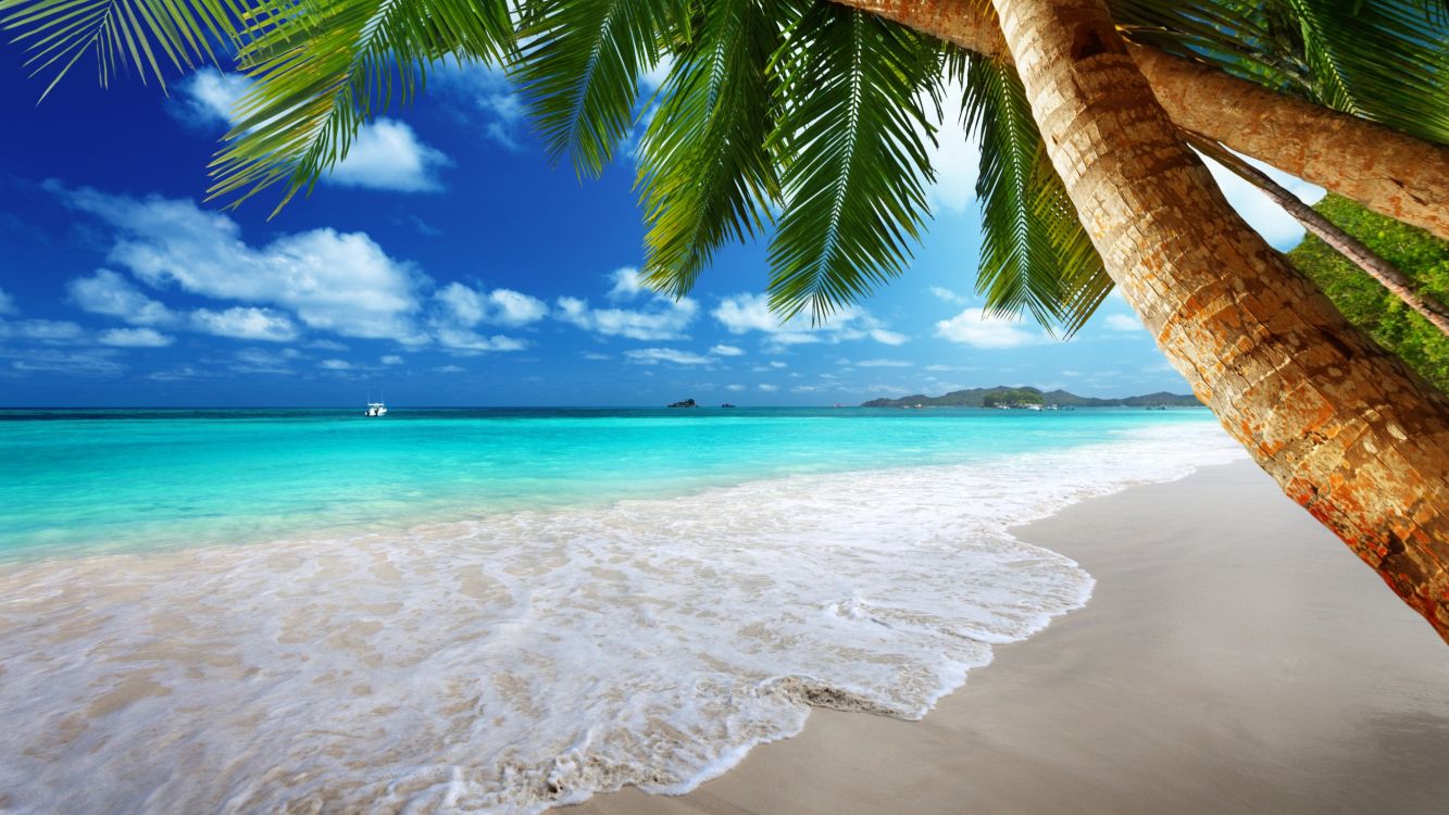 Tropical Beach Coconut Tree  Best htc one wallpapers