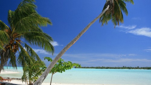 Image green palm tree near body of water during daytime