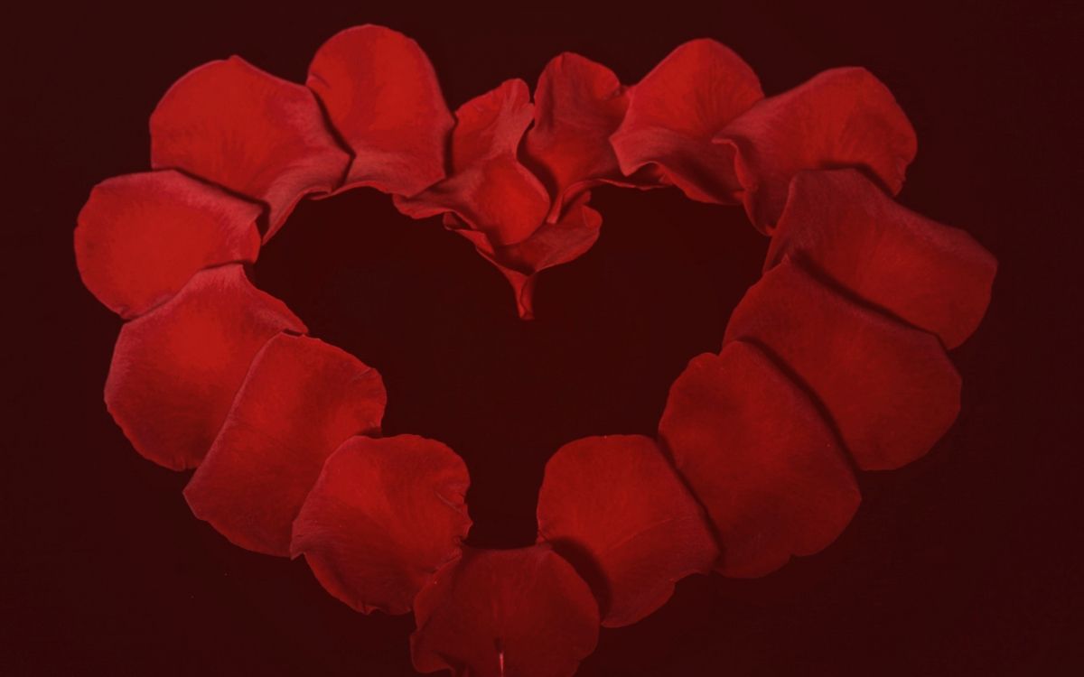 玫瑰花园, 红色的, 心脏, 爱情, 花园 壁纸 2560x1600 允许