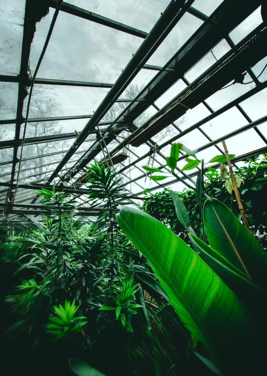 Grüne Blattpflanze im Gewächshaus. Wallpaper in 4000x5631 Resolution