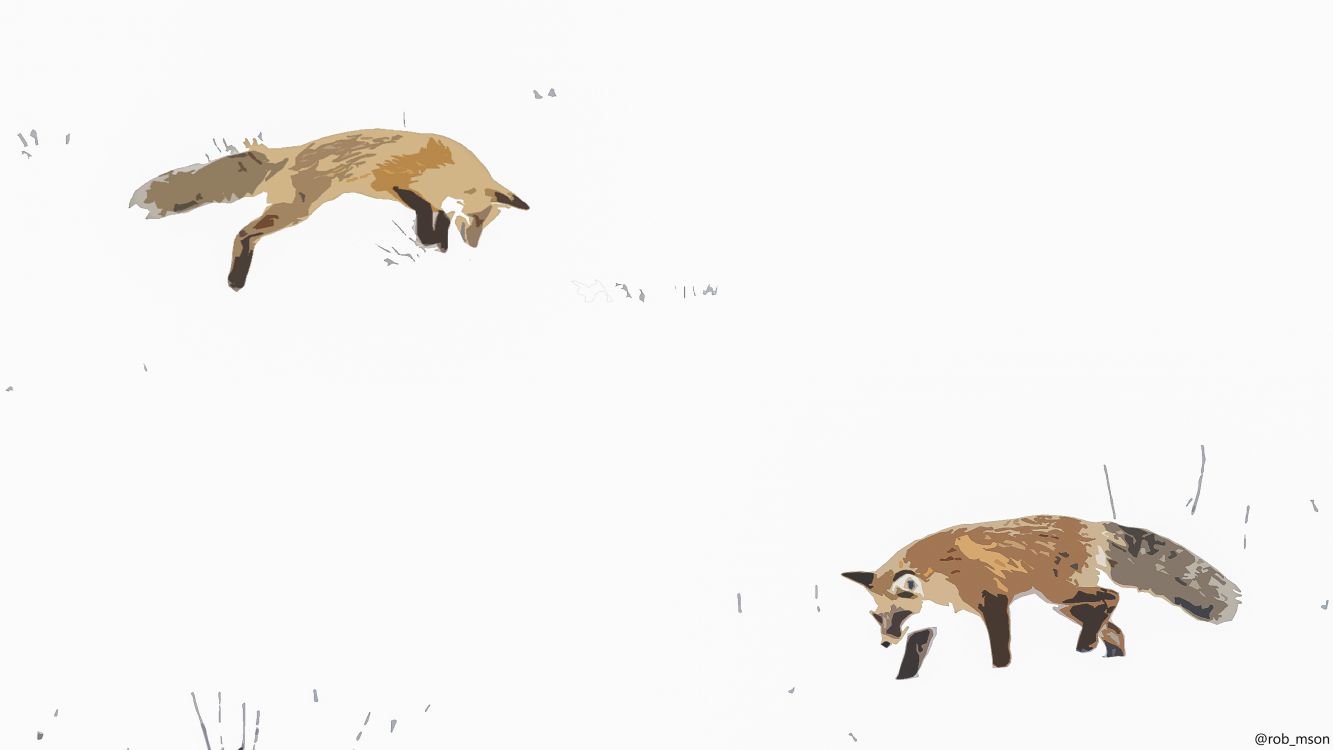 Rotfuchs, Procyonidae, Ökoregion, Carnivore, Kitz. Wallpaper in 3840x2160 Resolution