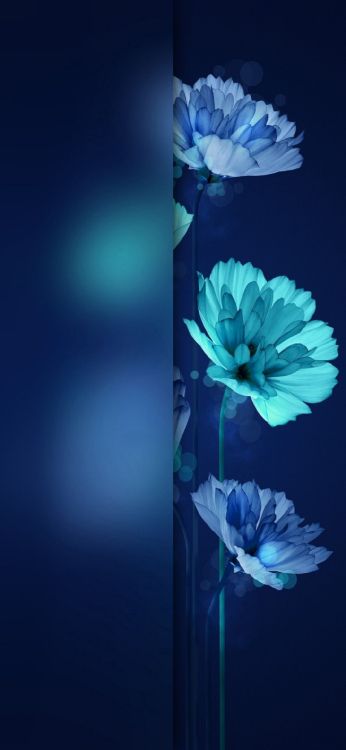 Roses, Blue, Azure, Pétale, Aqua. Wallpaper in 1080x2340 Resolution