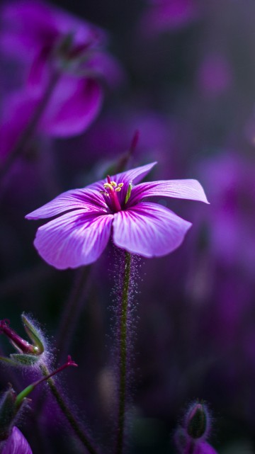 Image purple and white flower in tilt shift lens