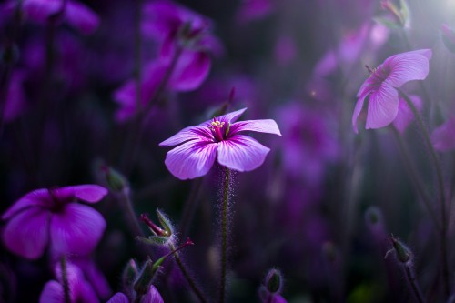 Image purple and white flower in tilt shift lens