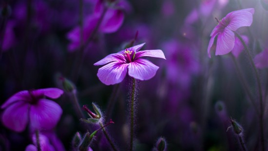 Image purple and white flower in tilt shift lens