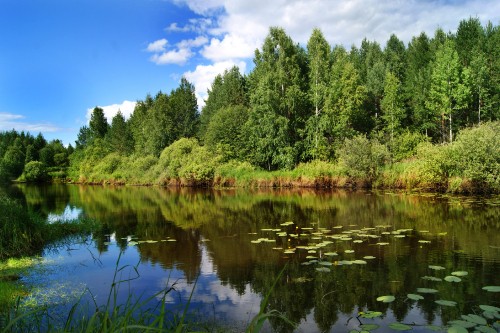 Image green trees beside lake under blue sky during daytime