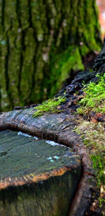 Image brown tree trunk with green moss