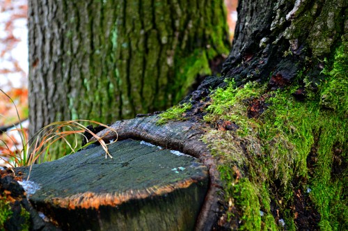 Image brown tree trunk with green moss