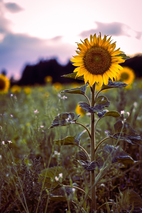 Image yellow sunflower in bloom during daytime