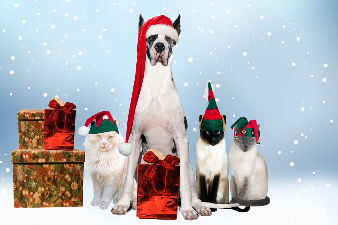 品种的狗, 圣诞节, 狗美容, 圣诞装饰, 假日 壁纸 7008x4672 允许
