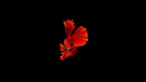 Image orange hibiscus in bloom close up photo