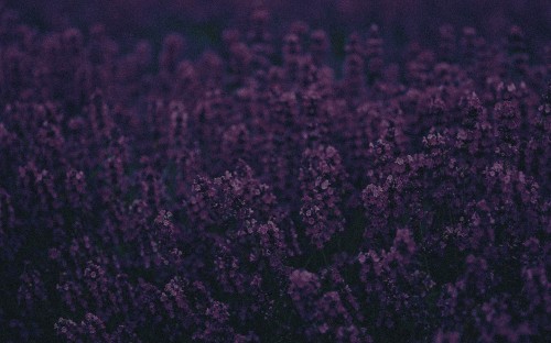 Image brown flower field during daytime