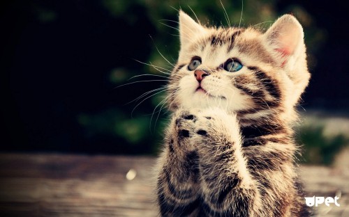 Image brown tabby kitten on brown wooden table