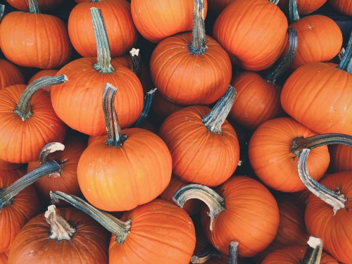 Image orange pumpkins on brown ground