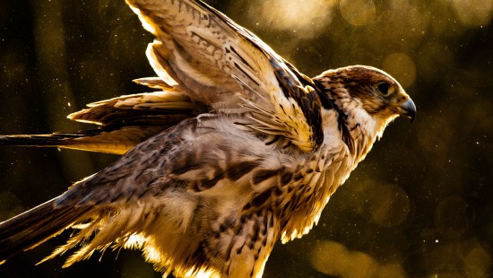 Image brown and white bird on tree branch